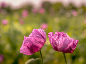 Close-up of pink flowering plant