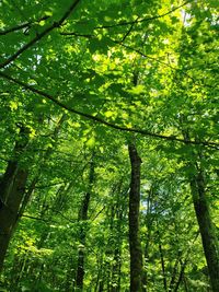 Low angle view of bamboo trees in forest