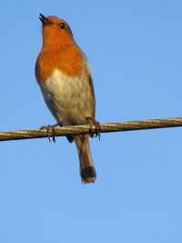 Low angle view of bird perching on branch against blue sky