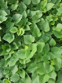 Full frame shot of texture  a daun ubi jalar or ipomoea batatas in a garden