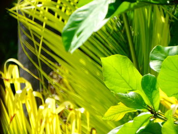 Close-up of green leaves