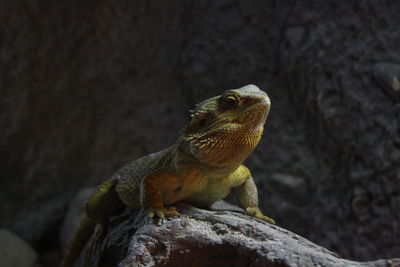 Close-up of a lizard on rock