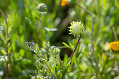 Close-up of insect on flower