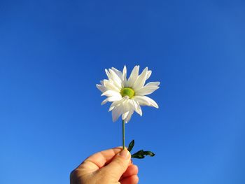 Hand holding white flowering plant against clear blue sky