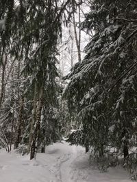 Snow covered pine trees in forest