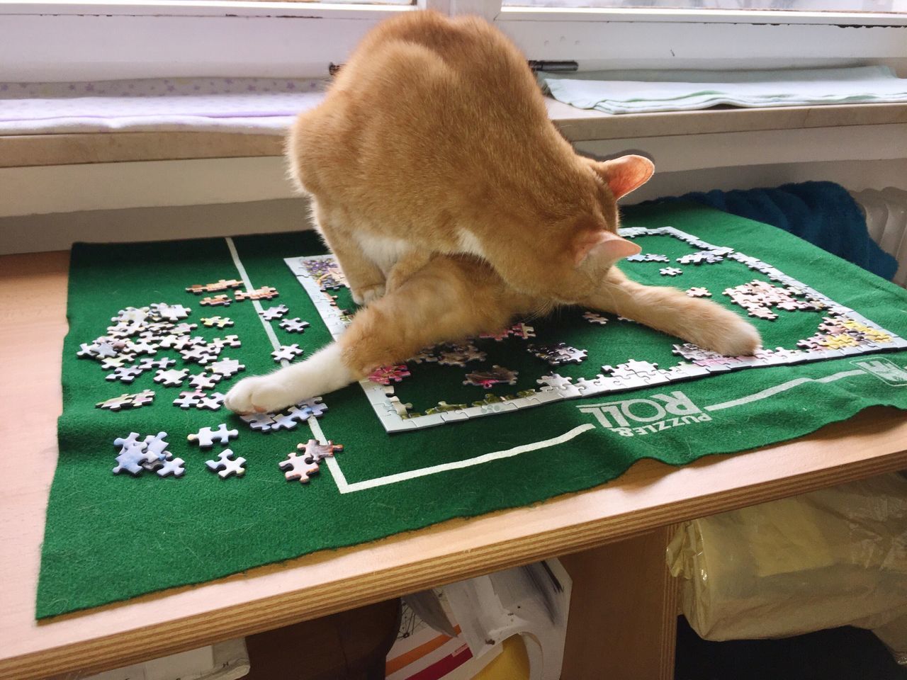 CLOSE-UP OF GINGER CAT ON FLOOR