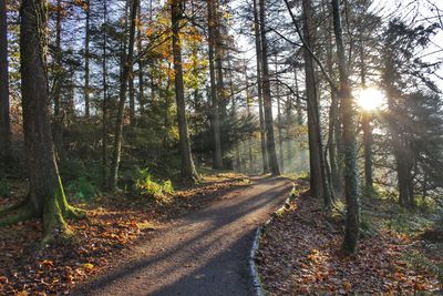 Road amidst trees in forest during autumn