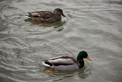 High angle view of mallard duck swimming on lake