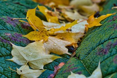 High angle view of yellow maple leaves