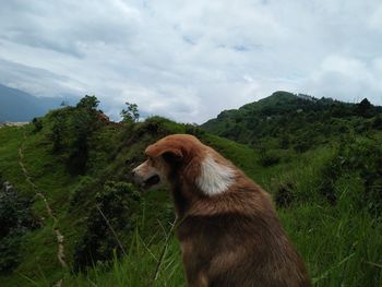 View of dog on mountain field against sky