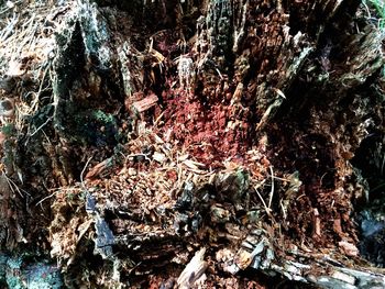 Plant growing on tree