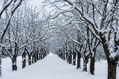 Bare tree on snow covered field