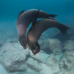 Close-up of fish swimming in sea