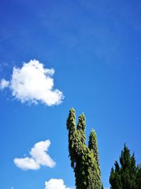 Low angle view of cactus against blue sky