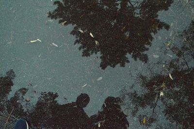 Reflection of tree in puddle