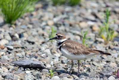 Close-up of bird perching on rock