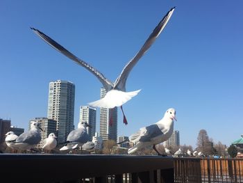 Seagulls flying in city