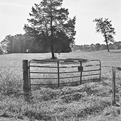 Trees growing on field