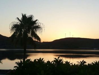 Palm trees at sunset