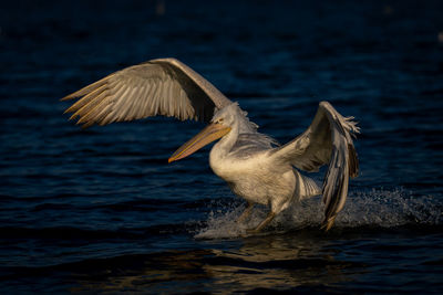 Bird flying over lake