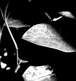 Close-up of leaf against black background