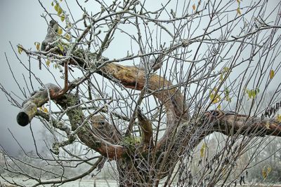 Low angle view of bare tree against sky