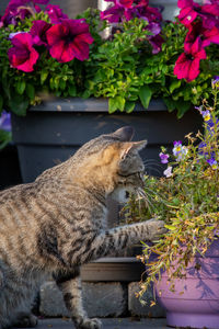 Cat standing in flower pot