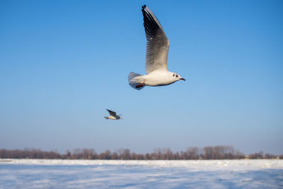 Seagull flying over sea against clear sky