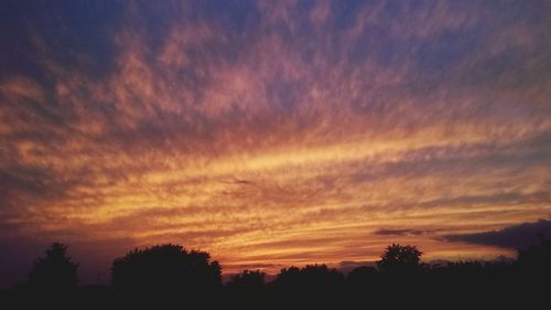 Silhouette of trees at sunset