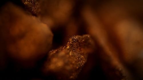 Close-up of plant against blurred background