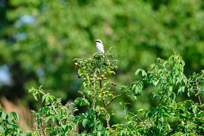 Bird perching on a plant