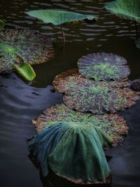 Close-up of leaves floating on water