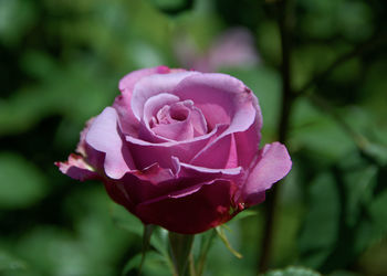 Close-up of pink rose