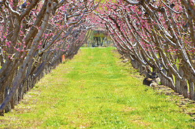 View of flowering trees on field