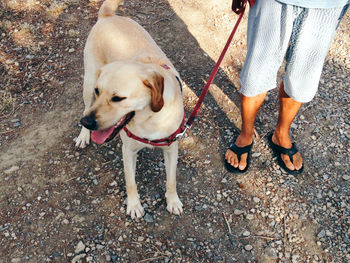 Low section of man with dog standing on street