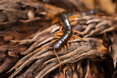 Close-up of insect on wood