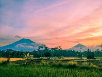 Scenic view of field against sky during sunset