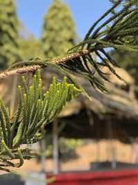 Close-up of fern against sky