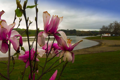 Close-up of pink flowering plants on field against sky