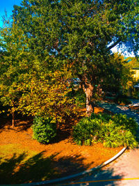 Trees and plants in sunlight