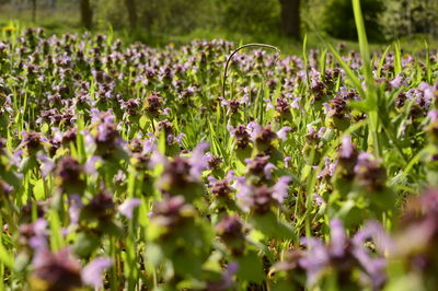 Purple flowers blooming in field