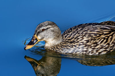 High angle close-up of duck swimming on lake