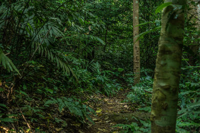 View of trees in forest