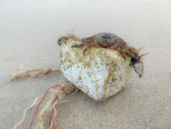 Close-up of crab on beach