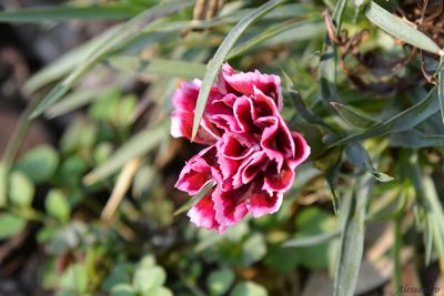 Close-up of red flower blooming outdoors