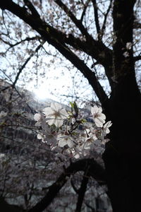 Low angle view of apple blossoms in spring