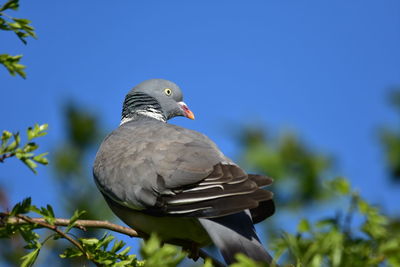 Low angle view of pigeon perching on a tree