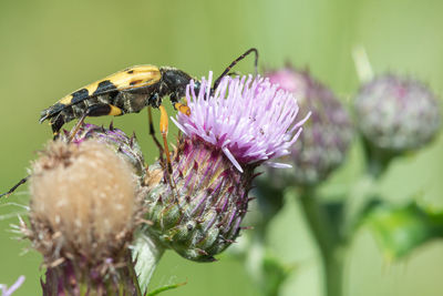 Macro shot of a spotted longhorn beetle on a thistle flower