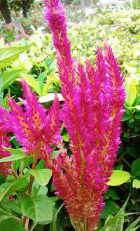 Close-up of pink flowers blooming outdoors