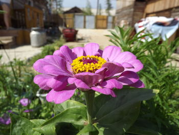 Close-up of pink flowers blooming outdoors